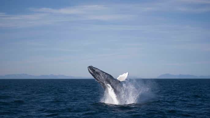 reykjavik 3hour whale watching tour