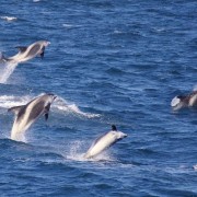 Reykjavik: 3-Hour Whale Watching Tour | GetYourGuide
