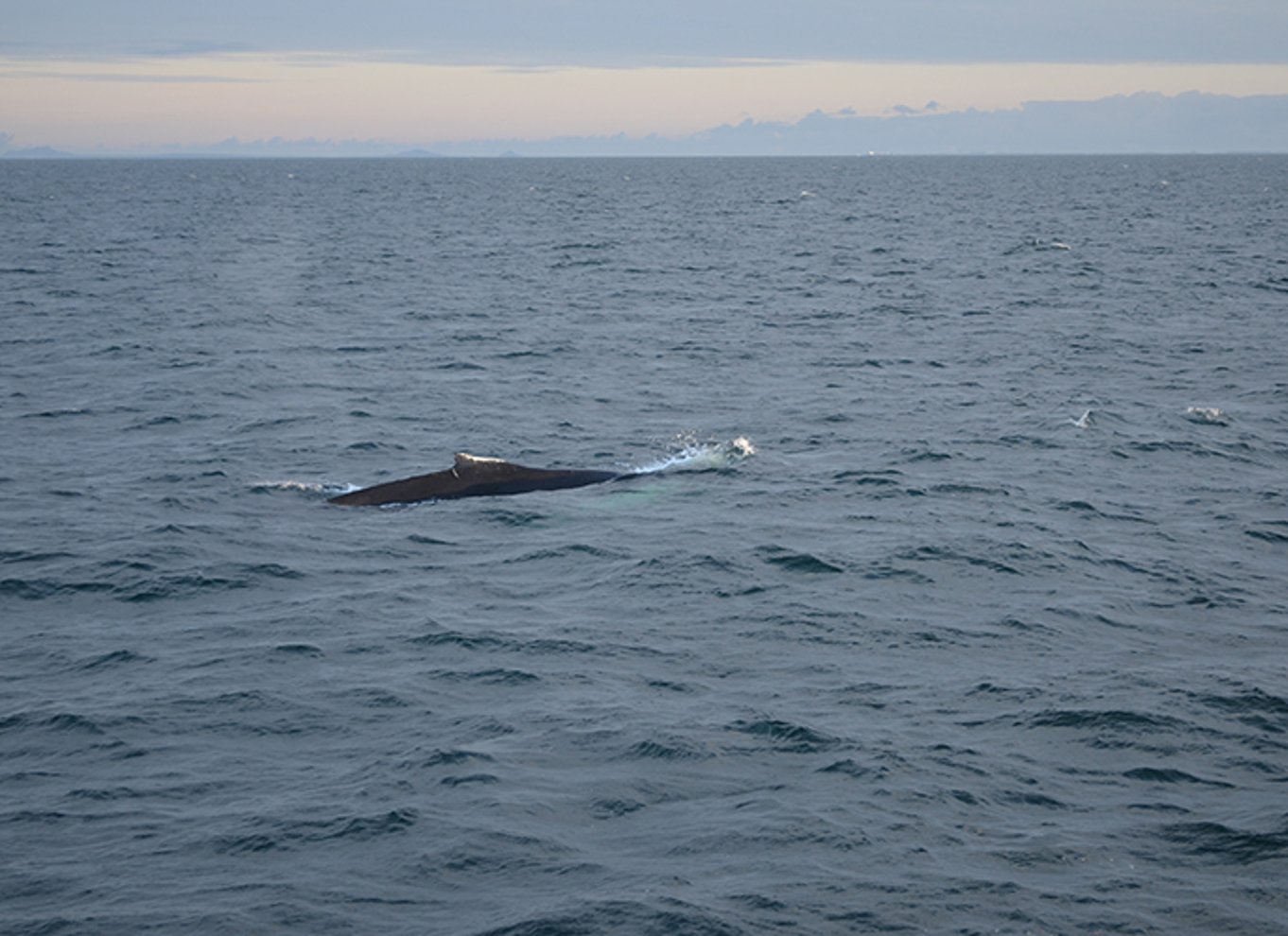 Reykjavik: Hvalsafari med midnatssol