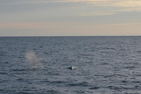 Reykjavik: tour de avistamiento de ballenas al sol de medianoche