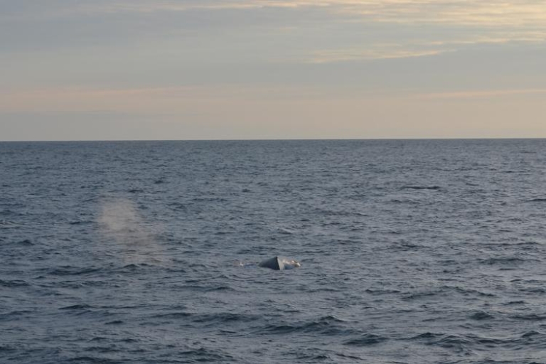 Reykjavík : observation des baleines au soleil de minuit