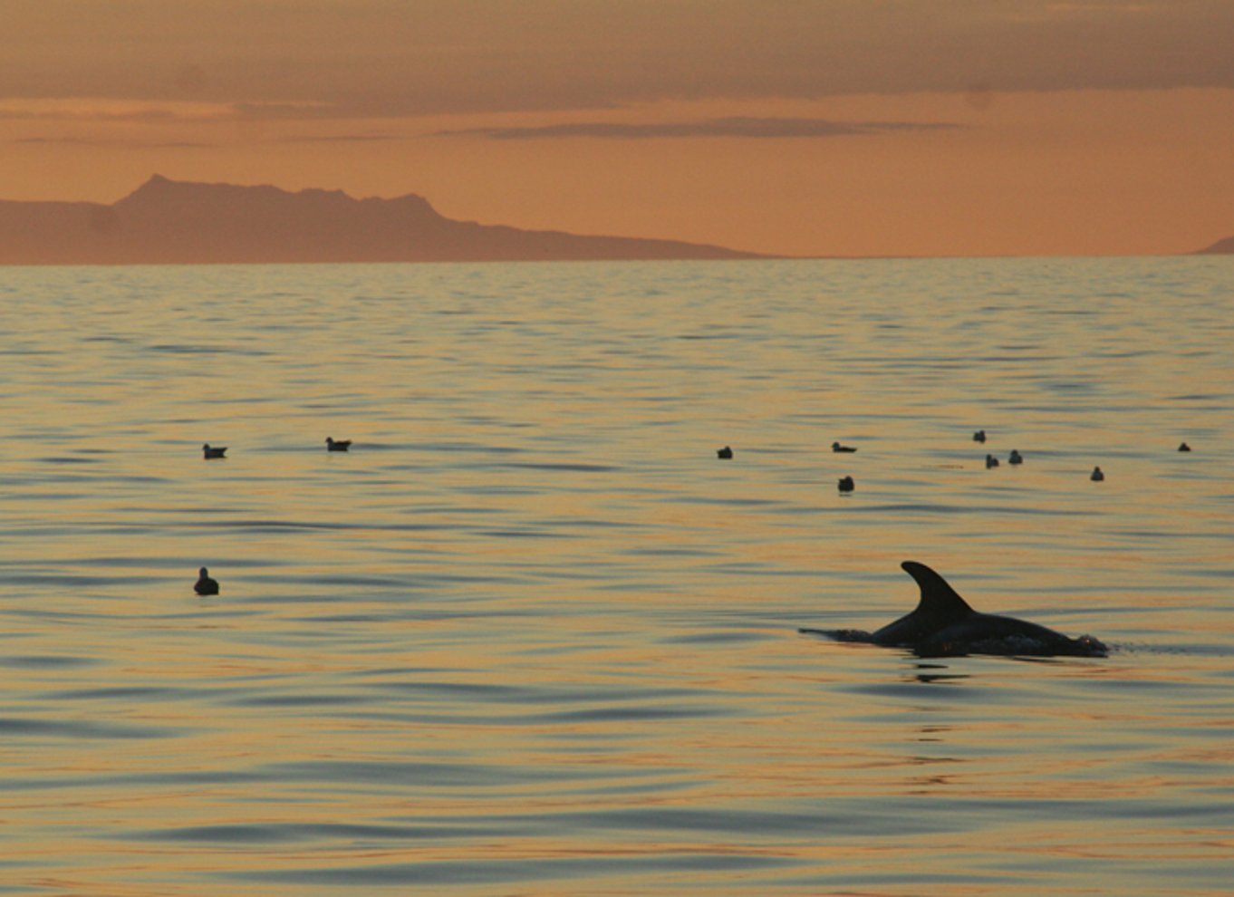 Reykjavik: Hvalsafari med midnatssol