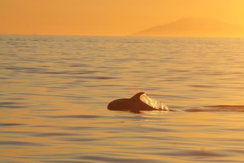 Reykjavik: tour de avistamiento de ballenas al sol de medianoche