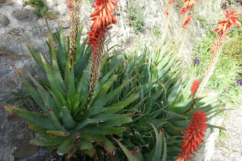 French Riviera Private 8-Hour Tour from Monaco French Riviera Private 8-Hour Tour from Monaco