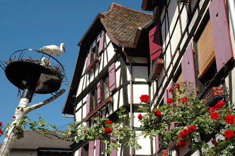 Från Strasbourg: Halvdagstur med vinprovning i AlsaceVinresa i Alsace på en halvdag från Strasbourg