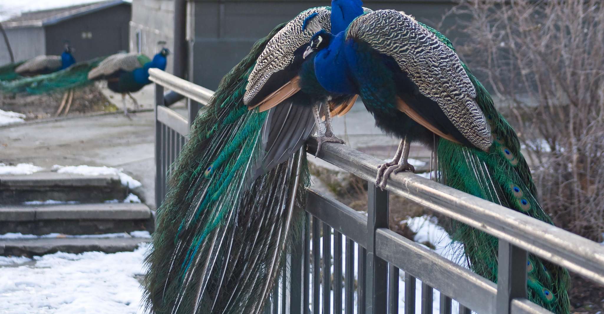 Warsaw_ Parque zoológico con transporte privado - Hizvo