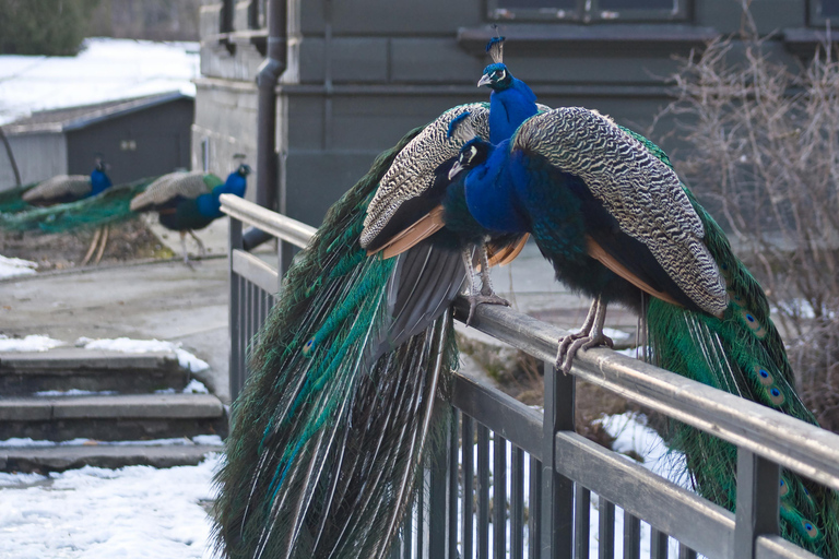 Warschau Dierentuin Park met Eigen Vervoer5 uur in de dierentuin met privé vervoer