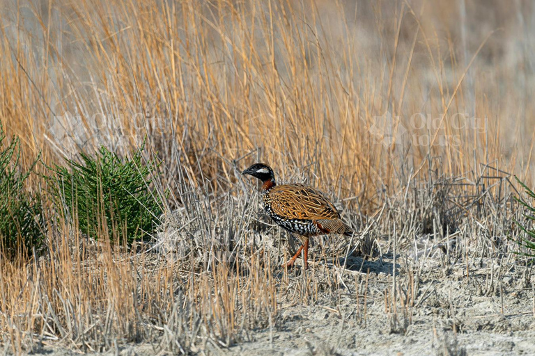 Shirvan Eco-Tour: Gazelles, Birdwatching & Village Lunch Private tour