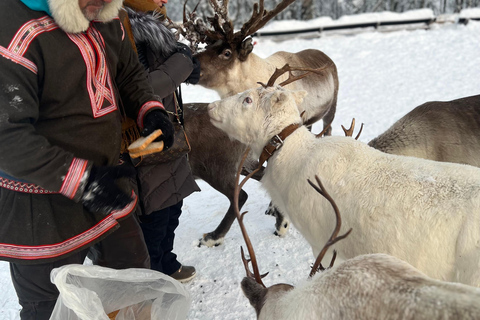 Tromsø: Rendierervaring in sami-kampRendier privé belevenis in sami-kamp