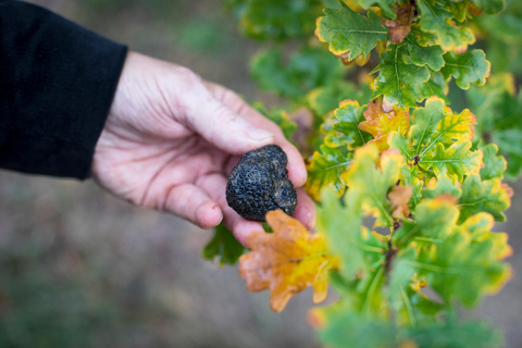 Descubre las trufas de la granja al tenedorDescubre el mundo secreto de las trufas