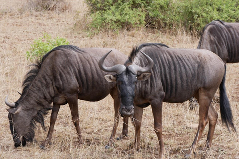 Safári de luxo de 2 dias no Parque Nacional Pilanesberg