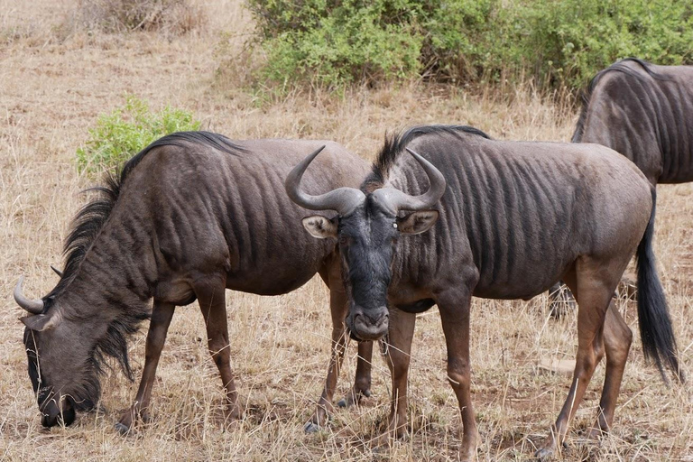 2 dagars lyxsafari i Pilanesberg nationalpark