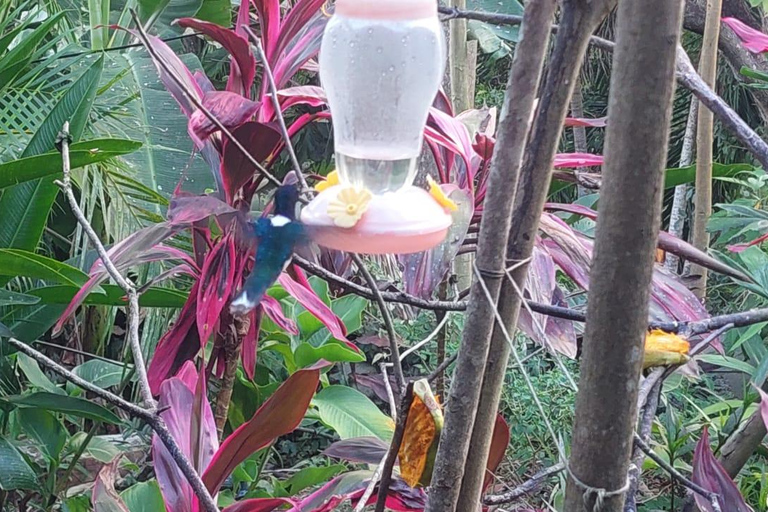 Tobago: Hummingbird Tour