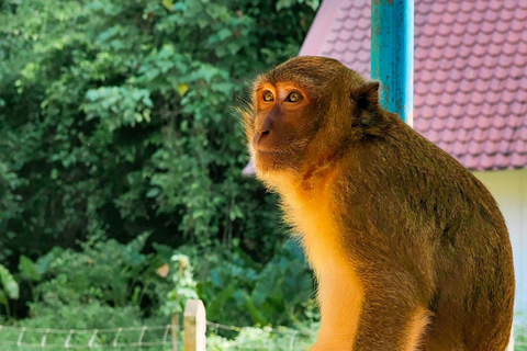 Phuket: Khao Sok i wycieczka nad jezioro Cheow Lan z lunchem