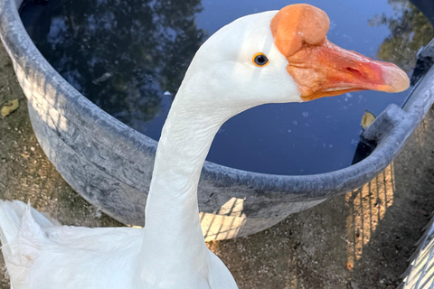 Southern Glades Wildlife Airboat Farm Tasting from Miami Everglades Wildlife Airboat Farm Tasting from Miami