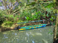 Monkey Mangrove Tour exiting and educative tour - Housity