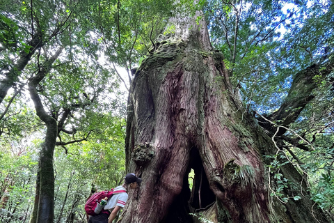 Yakushima: Outdoor 2-Activity Package Pick Up / Drop Off