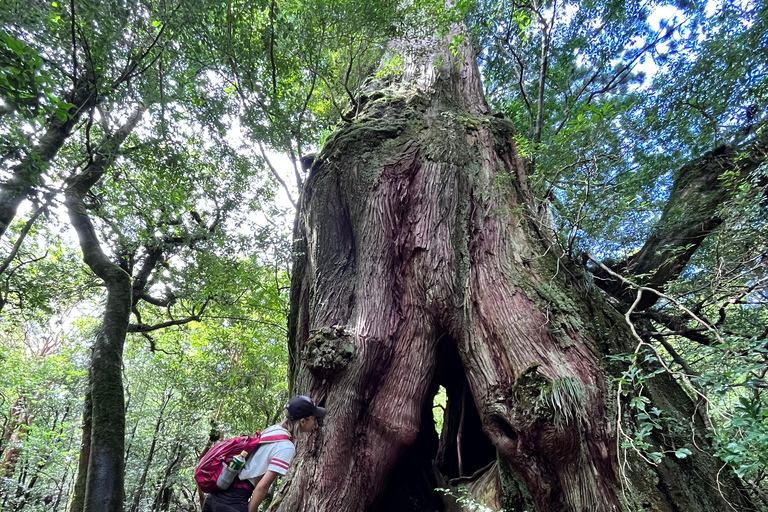 Yakushima: Outdoor 2-Activity Package Pick Up / Drop Off