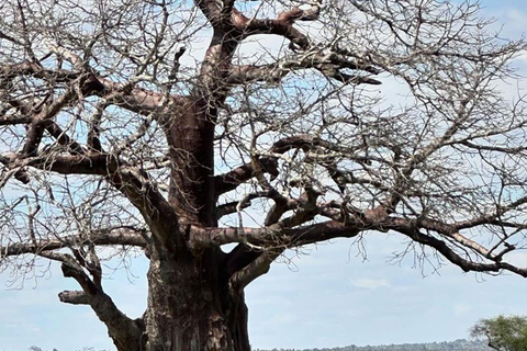 Park Narodowy Tarangire - całodniowe safari z dziką przyrodą