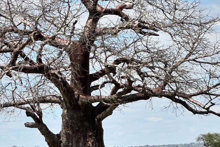 Park Narodowy Tarangire - całodniowe safari z dziką przyrodą