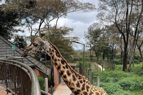 Nairobi: Private Tour to Giraffe Centre with Hotel Pickup
