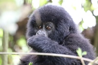 Uganda Gorillas, Cnimpanzees und Safari Mid-Range Tour - Hizvo