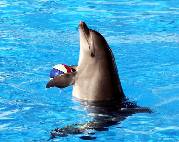 Hurghada: 1-Hour Show at Dolphin World with Hotel Pickup | GetYourGuide