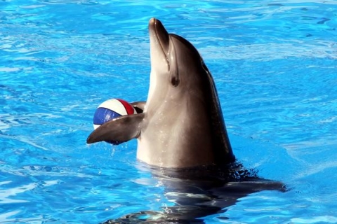 Hurghada: 1-godzinny pokaz w Dolphin World i odbiór z hoteluDelfinarium: bilety i transport