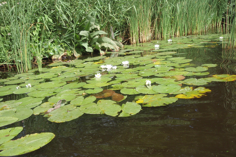 Amsterdam : excursion de 5 h en canoë dans les marécages