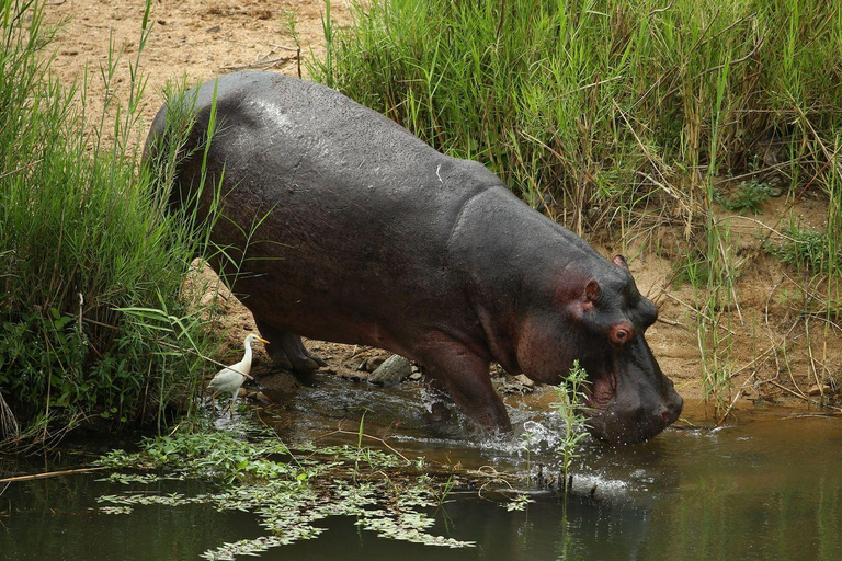 Maasai Magic & Nakuru's Charms: 4-Day Wilderness Safari