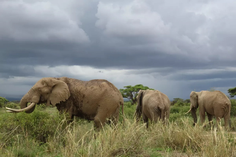 Tour de 3 dias e 2 noturnos pelo Parque Nacional Amboseli