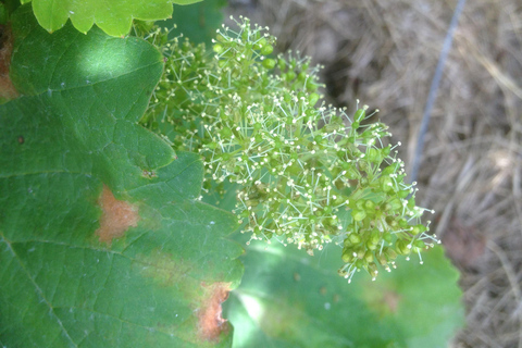 Amboise: Bike ride through the vineyards (wine guide, natural wine) Amboise: Bike getaway in the vineyards (wine guide, natural wine)