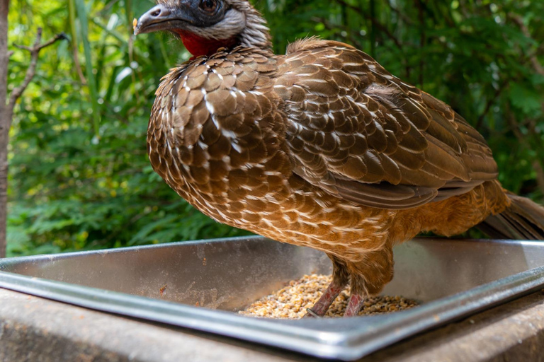 Entdecke den faszinierenden Nationalen Vogelpark auf der Isla Baru Cartagena