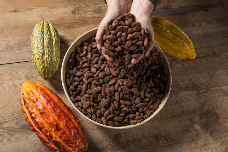 Espai Xocolata Simón Coll Simón Coll Chocolate Experience (English)