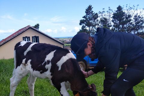 Azores: Half-Day Dairy Farm Tour