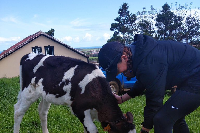 Azores: Half-Day Dairy Farm Tour