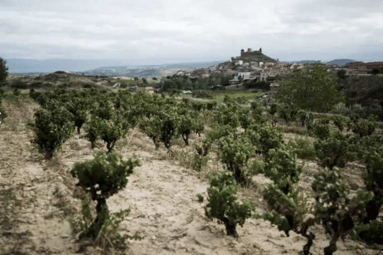 La Rioja: CM Matarromera Winery Tour