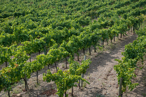 Da Salou: tour degli ulivi e del vino del Priorat