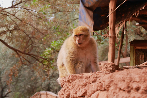 Depuis Marrakech : excursion de 1 jour aux cascades d'Ouzoud