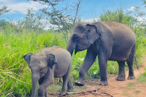 Sigiriya/Dambulla/Habarana: Safari i Minneriya nationalpark