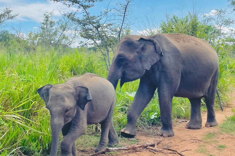 Sigiriya/Dambulla/Habarana: Safari Nationaal Park Minneriya