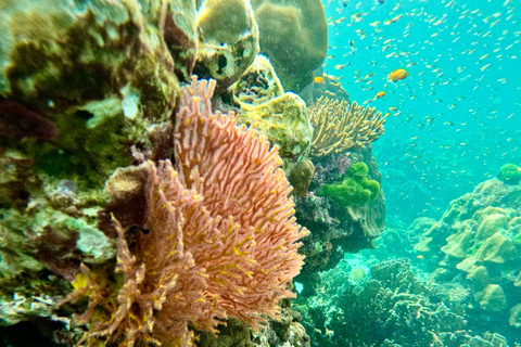 Från phi phi island Exklusiv Long Tail-upplevelse för 4 timmar