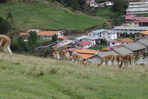 Desde Cajamarca: Granja Porcón