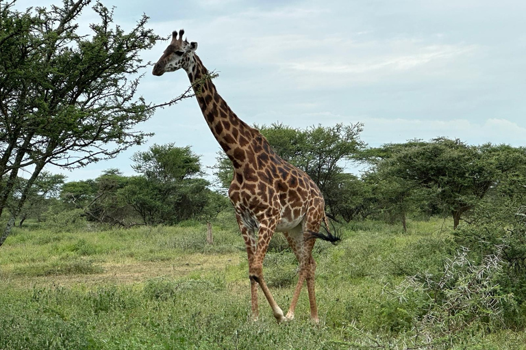 5 Day Best of Tanzania wildlife Safari