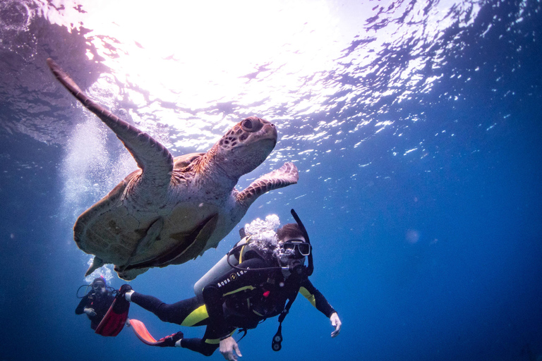 El Nido: Deep Blue Dive Seafari Experience
