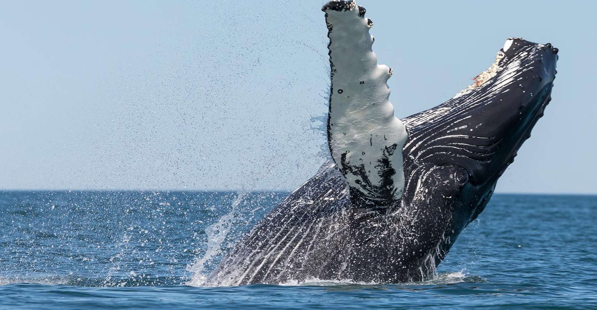 From Húsavík, Traditional Whale Watching Tour - Housity