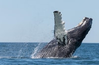 Von Húsavík, traditionelle Walbeobachtungstour - Housity