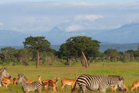 Mikumi i Udzungwa: 4-dniowe safari z Zanzibaru do DaressalaamWylot z Dar es Salaam