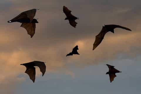 Flying Foxes and Wetlands: Langkawi Sunset Cruise