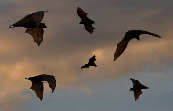 flying foxes and wetlands langkawi sunset cruise